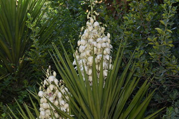 Yucca filamentosa blossom, Yucca blooms a beautiful white flower.