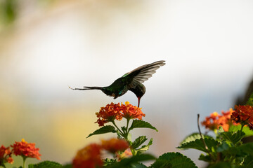 Obraz premium Colibri Volando Perfil Total