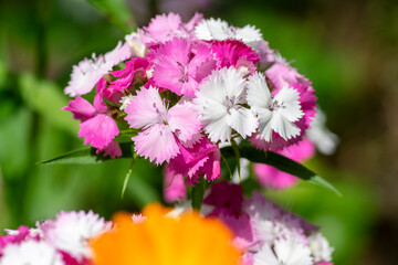 Dianthus barbatus beautiful ornamental flowering plants, group of bright pink purple white flowers...