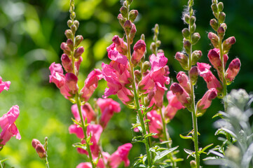 Antirrhinum majus bright colorful flowering plant, group of snapdragon flowers in bloom