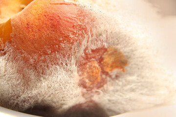 spoiled overripe peach close-up, closeup covered with white mold fibers, concept of expired fruits,...