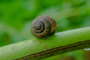 Snail close-up, sitting on a branch