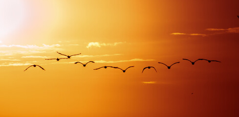 birds in the sunset
