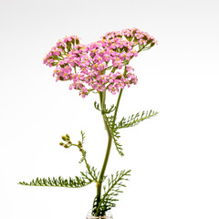 pink inflorescence herb (Achillea millefolium) on white background