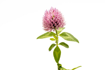 flower of a red clover clover with leaves and a stem close-up