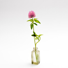flower of a red clover clover with leaves and a stem close-up