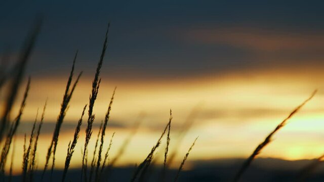 Silhouette grain swaying in wind during a peaceful, calm, meditative and colourful sunset in the countryside 