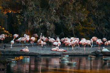 Naklejka premium group of flamingos