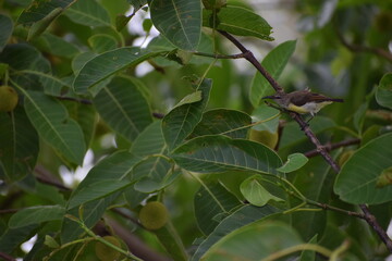 green leaves on the tree with Bird 