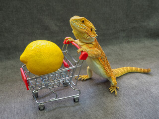 lizard bearded Agama bright orange color with a lemon in a mini supermarket cart on a gray background
