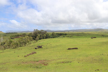 Prairie verdoyante à l'île de Pâques	