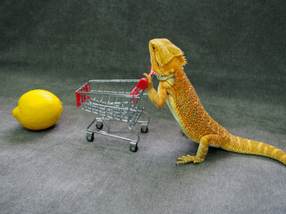 lizard bearded Agama bright orange color with a mini supermarket cart and a lemon on a gray background