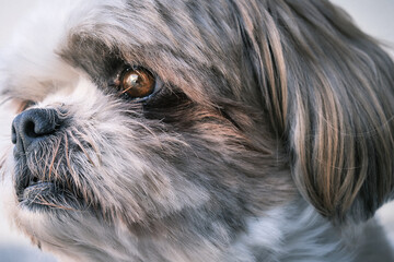 Lhasa