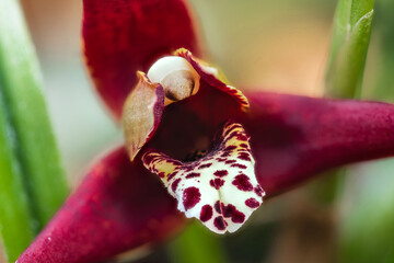 Close-up of Orchid Flower (Maxillaria spec.)