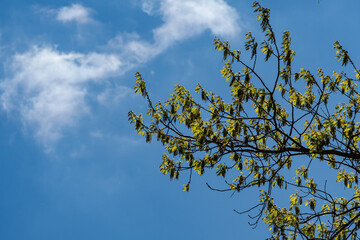 Red oak Quercus rubra during flowering. Bright young lush foliage seeds on branches of red oak Quercus rubra against blue sky. A huge oak tree as decoration of decorative garden. Landscaped garden.