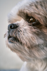 Lhasa