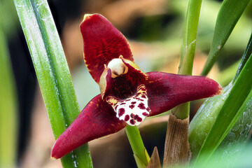 Close-up of Orchid Flower (Maxillaria spec.)