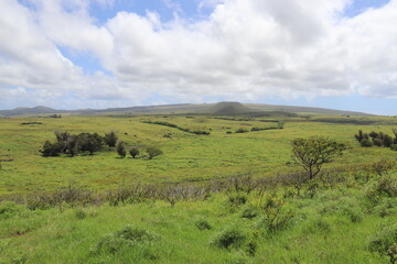 Fototapeta premium Prairie à l'île de Pâques
