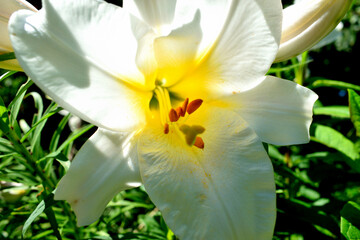 blooming white lilies in the garden, close-up