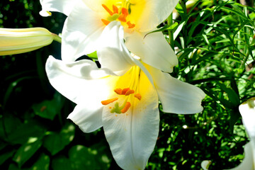 blooming white lilies in the garden, close-up