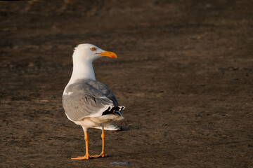  Seagull on the pier near the sea close-up.