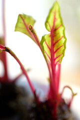 Sweet potato young leaves