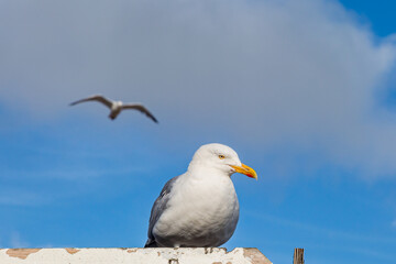 A seagull perched on a wall, with another in flight behind