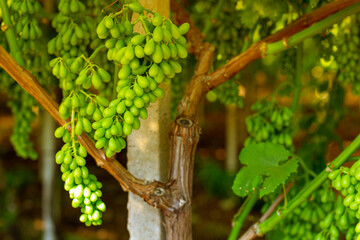 primi germogli e foglie della vite in primavera nel campo