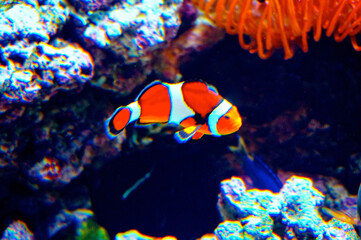 Fototapeta na wymiar tropical fish in the aquarium