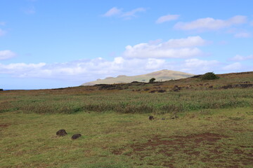 Obraz premium Prairie à l'île de Pâques 