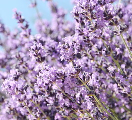 Field of Lavender, Lavandula angustifolia, Lavandula officinalis 