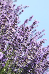 Obraz premium Field of Lavender, Lavandula angustifolia, Lavandula officinalis 