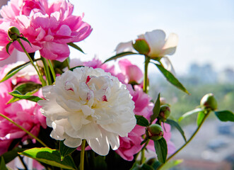 Pink and white peonies in a bouquet against the backdrop of the cityscape