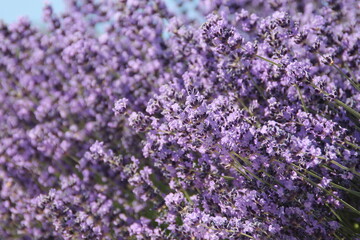 Field of Lavender, Lavandula angustifolia, Lavandula officinalis 