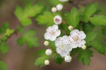 delicate white flowers appear in spring