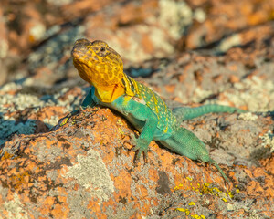 Male Eastern Collared Lizard
