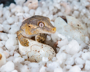 Captive bred Gargoyle Gecko hatching