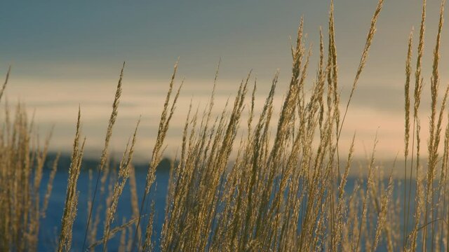 Grain swaying in wind by the water, shoreline of mountains in background right before sunset soft clouds scenic and peaceful moment during summer suggesting enjoyment of the moment, life and growth
