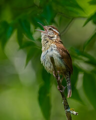 Carolina  Wren singing