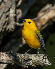 Prothonotary Warbler