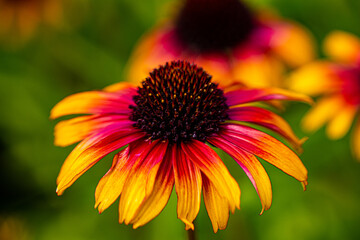 Echinacea 'Parrot'