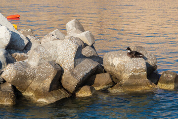 Duck sitting on stones that serve as breakwater by the sea.
