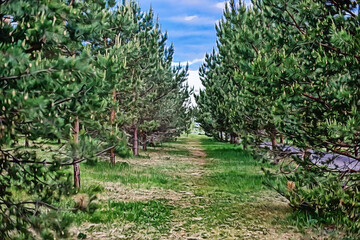 Fototapeta na wymiar A pathway between fir trees in the park.