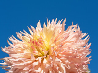 Rosa Dahlie vor blauem Himmel