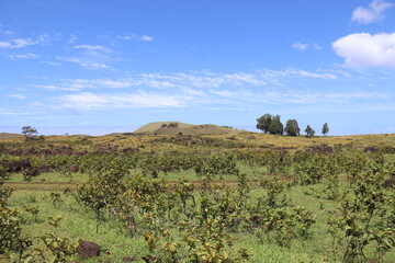 Prairie à l'île de Pâques