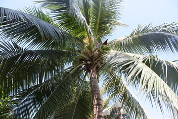 coconut palm tree