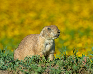 Prairie Dogs in yellow flowers