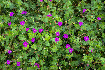 Purple geranium flowers in the summer garden.