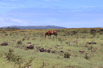 Cheval dans une prairie à l'île de Pâques