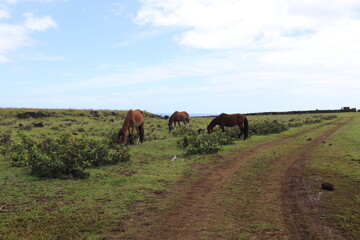 Chevaux en bord de route à l'île de Pâques